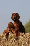 SETTER IRLANDAIS 143